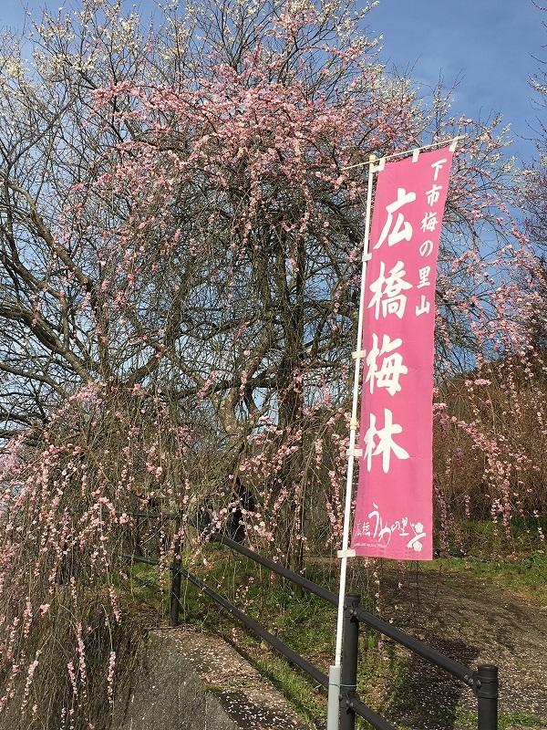 20220126_kashihara_info_ume2.jpg